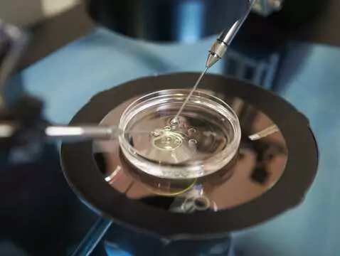 Model do badań nad rakiem jajnika – sukces Polskich naukowców!