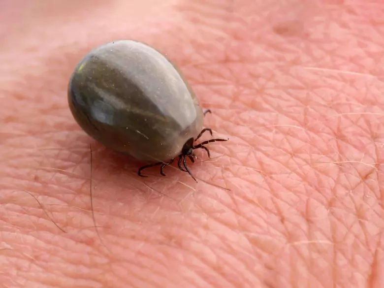 Kleszcze mogą przenosić nie tylko boreliozę i odkleszczowe zapalenie mózgu